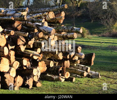 Pila dei logs da argento abbattuti gli alberi di betulla Foto Stock