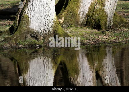 Relection della base dell'albero truncks al bordo delle acque Foto Stock