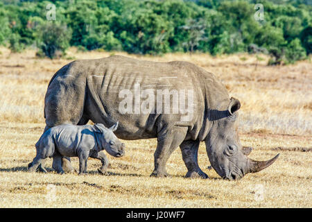 Adulto di rinoceronte bianco, Ceratotherium simum, con piccole di vitello, Ol Pejeta Conservancy, Kenya, Africa orientale Foto Stock