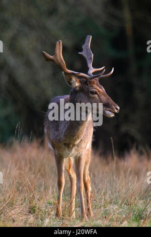 Daini Stag in piedi nel sole serale nella foresta di nuovo Foto Stock