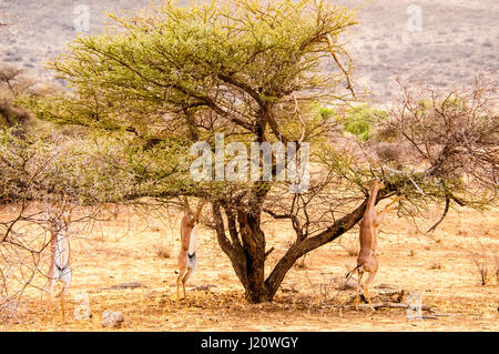 Tre wild Gerenuks africani,Litocranius walleri, navigazione, mangiare da un albero in Bufalo Springs Game Reserve, Kenya, Africa orientale Foto Stock