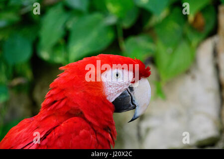 Scarlet Macaw in posa Foto Stock