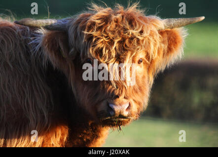 Giovani highland mucca in condizioni di luce solare intensa Foto Stock