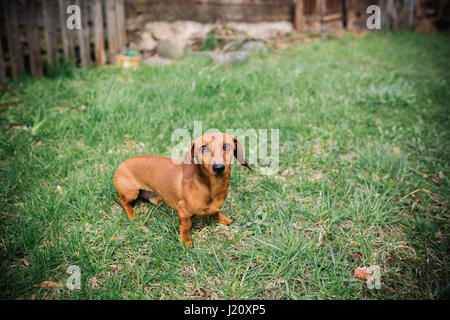 Cane Bassotto all'esterno. Bella Bassotto in piedi sull'erba verde. Liscio standard dai capelli bassotto nella natura. Dachshunds. Carino piccolo cane Foto Stock