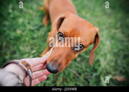 Cane Bassotto all'esterno. Bella Bassotto a mangiare con le mani. erba verde dello sfondo. Liscio standard dai capelli bassotto nella natura. Dachshunds. C Foto Stock