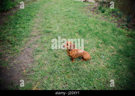 Cane Bassotto all'esterno. Bella Bassotto in piedi sull'erba verde. Liscio standard dai capelli bassotto nella natura. Dachshunds. Carino piccolo cane Foto Stock