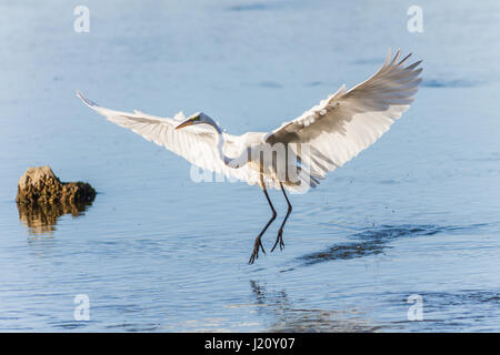 Airone bianco maggiore (Ardea alba) in volo la preparazione a terra nel fiume si trova a Long Island, New York. Foto Stock