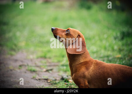 Portrain nel profilo del cane bassotto all'esterno. Bella Bassotto in piedi sull'erba verde. Liscio standard dai capelli bassotto nella natura. Carino Foto Stock