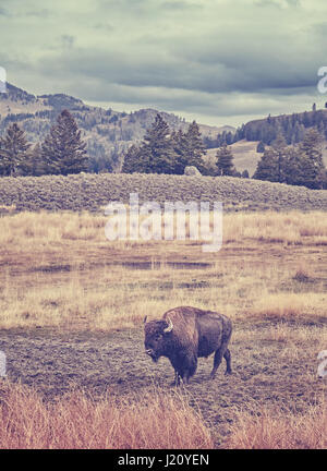 Vintage foto dai toni di bisonti americani pascolare nel Parco Nazionale di Yellowstone, Wyoming negli Stati Uniti. Foto Stock