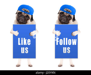 Pug cucciolo di cane con blue follow us e come noi segno e indossando tappo blu, isolato su sfondo bianco Foto Stock
