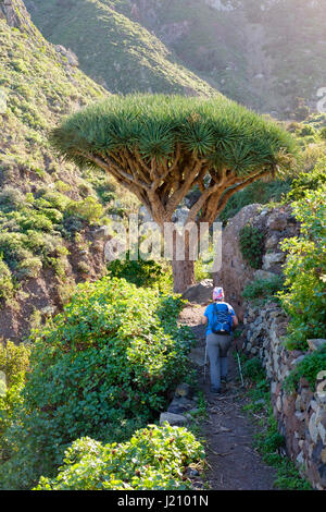 Frau auf Wanderweg, Kanarischer Drachenbaum (Dracaena draco), El Draguillo, Anaga-Gebirge, Teneriffa, Kanarische isole, Spanien Foto Stock