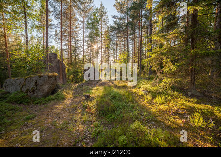 Foresta in Finlad al giorno di estate Foto Stock