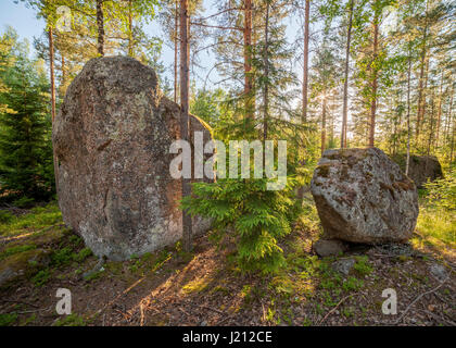 Foresta in Finlad al giorno di estate Foto Stock