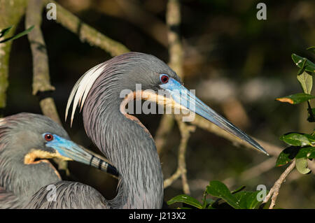 Airone tricolore ritratto Foto Stock