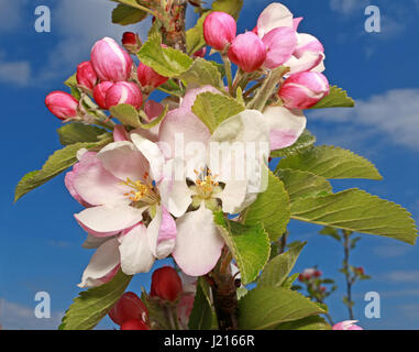 Apple Blossom varietà Blenheim arancione Foto Stock