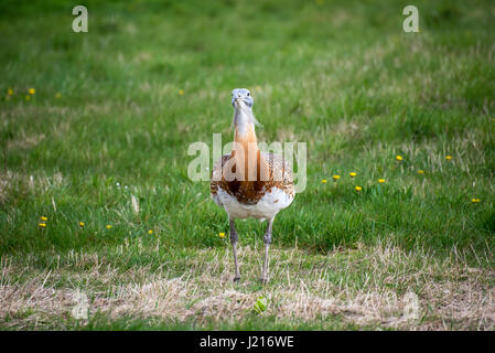 Grande (bustard Otis tarda), parte del regno unito progetto di reintroduzione. Foto Stock