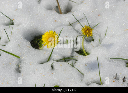 Due denti di leoni che appare da neve dopo la inaspettata nevicata in città Dnepr, Ucraina Foto Stock
