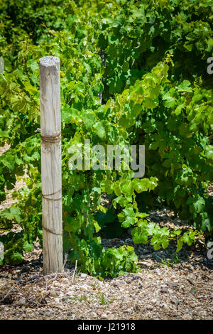 I grigliati dei vitigni trail lungo le righe di una vigna tra le dolci colline di Santa Ynez Valley Wine Country in California Foto Stock