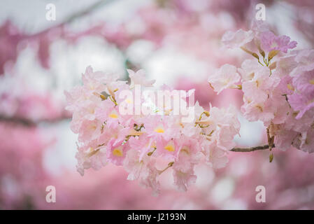 Rosa Tabebuia rosea fiore che sboccia in primavera. Foto Stock