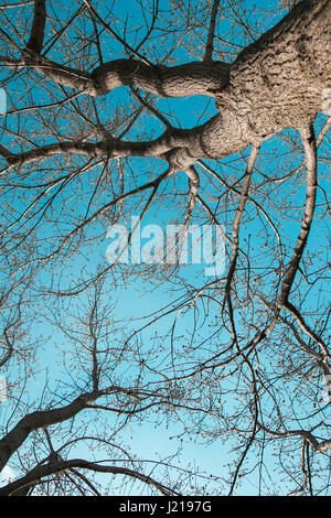 La sinuosa rami degli alberi contro il cielo blu, vista dal basso Foto Stock