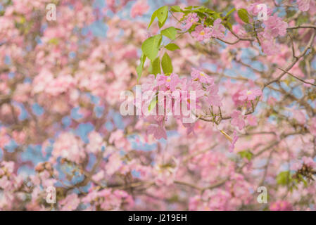 Rosa Tabebuia rosea fiore che sboccia in primavera. Foto Stock