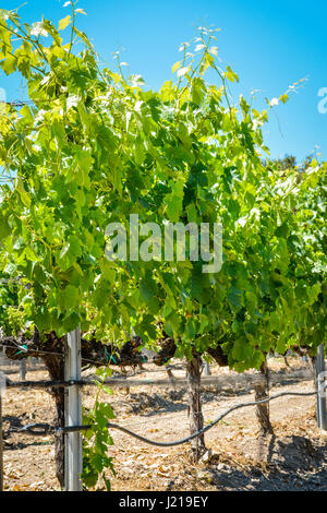 I grigliati dei vitigni trail lungo i filari di un vigneto tra le colline e le montagne di Santa Ynez Valley Wine Country in California Foto Stock