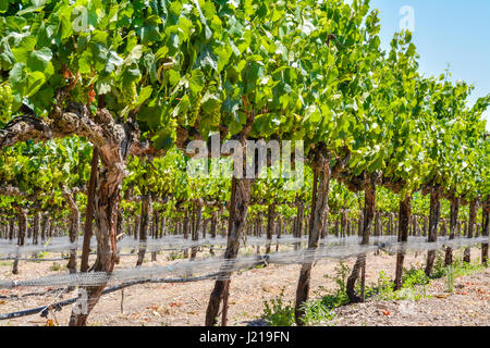 I grigliati dei vitigni trail lungo i filari di un vigneto tra le colline e le montagne di Santa Ynez Valley Wine Country in California Foto Stock