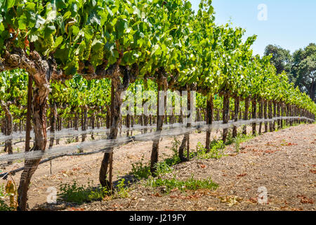 I grigliati dei vitigni trail lungo i filari di un vigneto tra le colline e le montagne di Santa Ynez Valley Wine Country in California Foto Stock