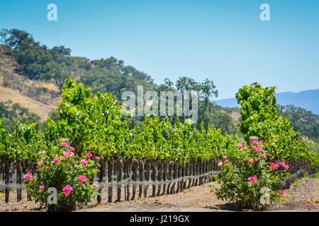 I grigliati dei vitigni trail lungo i filari di un vigneto tra le colline e le montagne di Santa Ynez Valley Wine Country in California Foto Stock