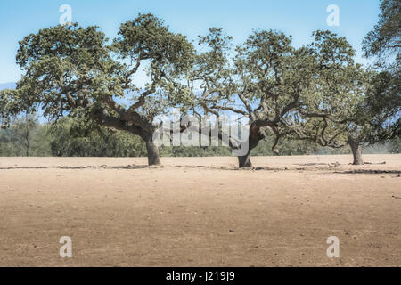 Tre zone costiere live oaks lotta nella Santa Ynez Valley durante la siccità in questo semi-aride del Paese del Vino di paesaggio in California del Sud Foto Stock