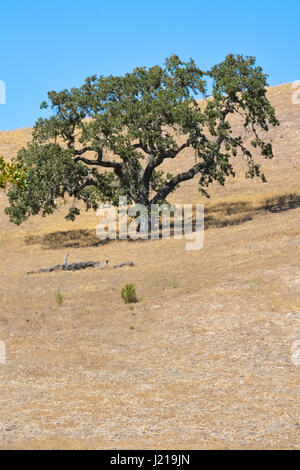 Un lone Coastal Live Oak tree lotte a causa della siccità su una collina in una zona semi-arido chaparral della Santa Ynez Valley Wine Country, la California del Sud Foto Stock