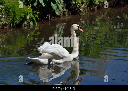 Cigno - Cygnus olor in acqua contro uno sfondo scuro Foto Stock