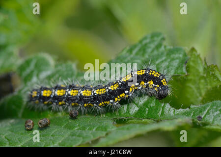 Caterpillar di scarlatto Tiger Moth - dominula Panaxia, alimentando il Comfrey - consolida Foto Stock