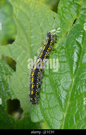 Caterpillar di scarlatto Tiger Moth - dominula Panaxia, alimentando il Comfrey - consolida Foto Stock