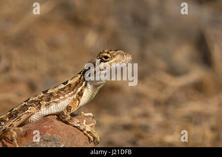 Fan-throated lizard, Sitana laticeps , Kolhapur , India. Specie del genere Sitana collettivamente noti come fan-throated lucertole sono riconosciuti per la loro c Foto Stock