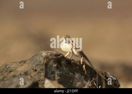 Fan-throated lizard, Sitana laticeps , Kolhapur , India. Specie del genere Sitana collettivamente noti come fan-throated lucertole sono riconosciuti per la loro c Foto Stock