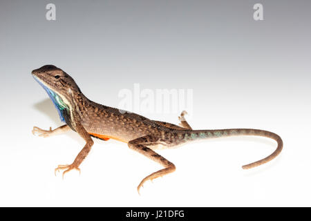 Fan-throated lizard, Sarada darwini , Kolhapur , India. Genere Sarada comunemente noto come il grande fan-throated-lucertole, è una eretta di recente genere. Th Foto Stock