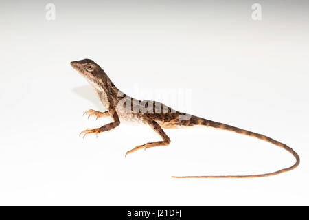 Fan-throated lizard, Sitana laticeps , Kolhapur , India. Specie del genere Sitana collettivamente noti come fan-throated lucertole sono riconosciuti per la loro c Foto Stock