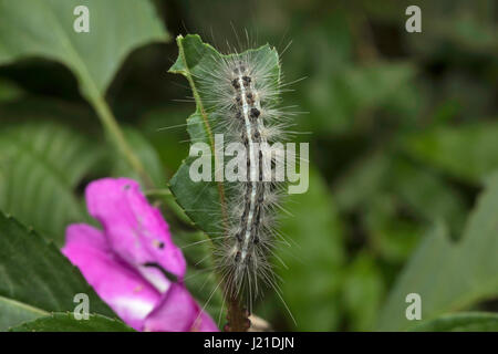 Moth caterpillar , Aarey colonia di latte , India. Presenza di capelli lunghi-come ,setole spinoso chiamato 'setae' è una delle strategie di difesa si vede in famil Foto Stock