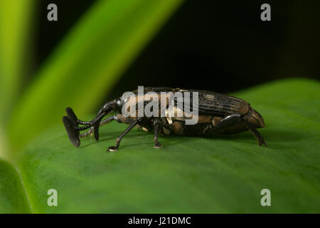 Beetle, curculione , Aarey colonia di latte , India. Il curculione è un tipo di scarabeo appartenenti alla superfamiglia Curculionoidea. Molte specie sono ben conoscere la casa Foto Stock