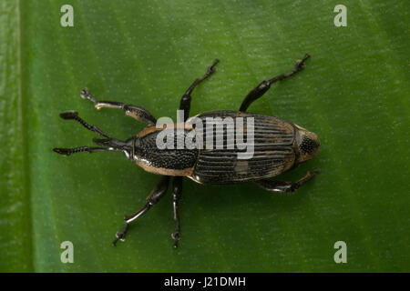 Beetle, curculione , Aarey colonia di latte , India. Il curculione è un tipo di scarabeo appartenenti alla superfamiglia Curculionoidea. Molte specie sono ben conoscere la casa Foto Stock