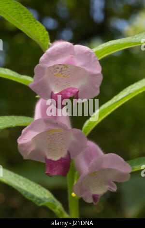 Foxgloves, di Sesamo , Aarey colonia di latte , India. Sesamo è un'erba annuale appartenente alla famiglia Pedaliaceae. Le piante producono semi commestibili e sono uno Foto Stock