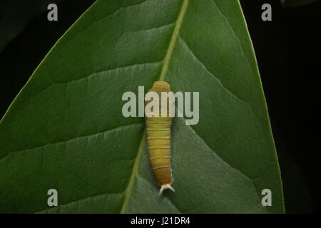 Butterfly caterpillar, Aarey colonia di latte , India. Tutte le farfalle hanno completa metamorfosi. Per crescere in un adulto passano attraverso 4 tappe: uovo, la Foto Stock