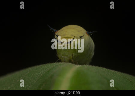 Butterfly caterpillar, Aarey colonia di latte , India. Tutte le farfalle hanno completa metamorfosi. Per crescere in un adulto passano attraverso 4 tappe: uovo, la Foto Stock