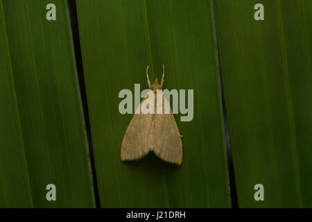 La tignola , Aarey colonia di latte , India. Le tarme sono tra i più studiati lepidopterans nel mondo. Che variano da pochi millimetri t Foto Stock