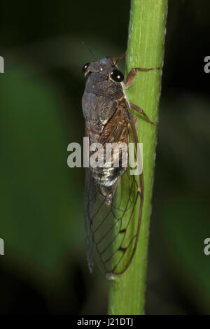 Cicala, Aarey colonia di latte , India. Le Cicale sono una superfamiglia, il Cicadoidea, di insetti nell'ordine Hemiptera. Essi sono in sottordine Auchenor Foto Stock