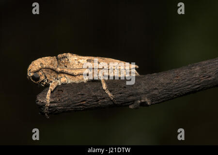 Longhorn beetle, Cerambycidae , Aarey colonia di latte , India. Il longhorn coleotteri sono una famiglia cosmopolita di coleotteri, tipicamente caratterizzata da extre Foto Stock