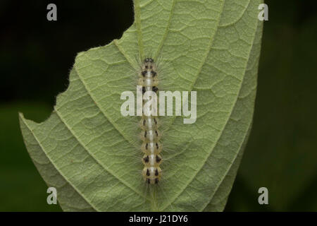 Moth caterpillar , Aarey colonia di latte , India. Presenza di capelli lunghi-come ,setole spinoso chiamato 'setae' è una delle strategie di difesa si vede in famil Foto Stock