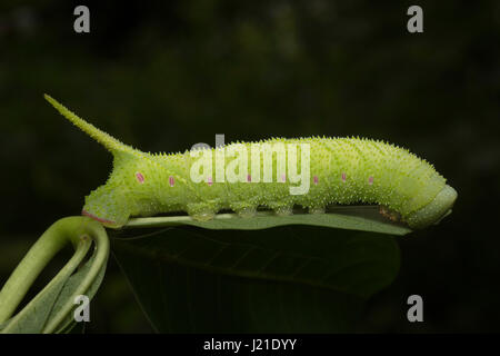 Moth caterpillar , Aarey colonia di latte , India. La falena bruchi sono alimentatori vorace che li rende uno dei più importanti parassiti dell'agricoltura. Foto Stock