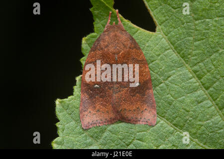 La tignola , Aarey colonia di latte , India. Le tarme sono tra i più studiati lepidopterans nel mondo. Che variano da pochi millimetri t Foto Stock